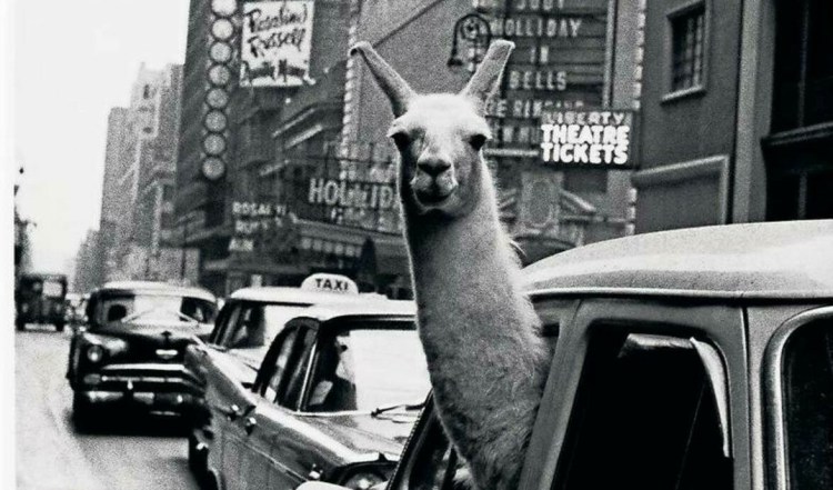 inge morath diocesano -