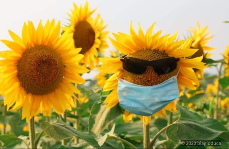 girasoli vimercate